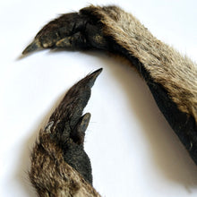 Load image into Gallery viewer, Wallaby Foot