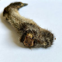 Load image into Gallery viewer, Wallaby Foot